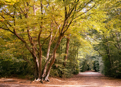 Epping Forest area area with bright sunlight