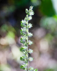 Beefsteak Mint flower head and seeds with bokeh blurred background