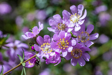 Australian River Rose in flower