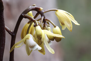 Australian Bootlace Orchid growing on a tree trunk