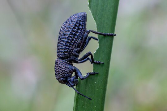 Australian Weevil Beetle feeding on Lomandra leaf