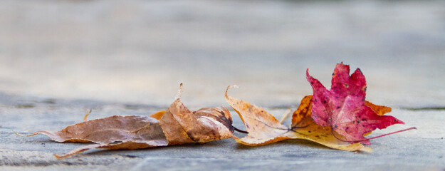 Autumn Leaves closeup blurred  background for Halloween, Harvest, Thanksgiving, Season, Autumn or Fall