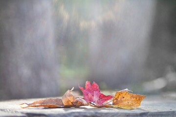 Autumn Leaves ethereal bokeh background for Thanksgiving, Halloween, Harvest