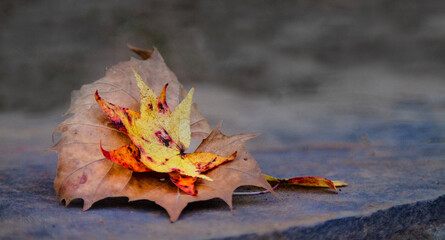 Autumn Leaves closeup with bokeh background for Thanksgiving, fall, Halloween, harvest