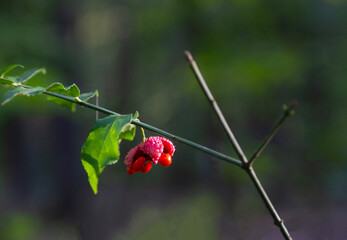American Strawberry Bush, Brook euonymus