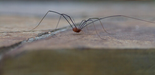 Spider on cement Halloween background, pest control, bug