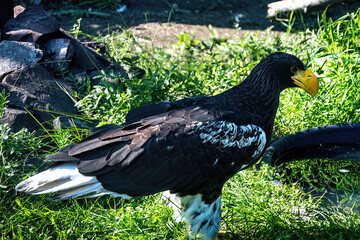 A big eagle with yellow beak on the background of green grass.