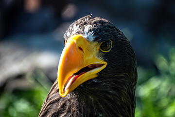 A big eagle with yellow beak on the background of green grass.