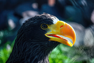 A big eagle with yellow beak on the background of green grass.