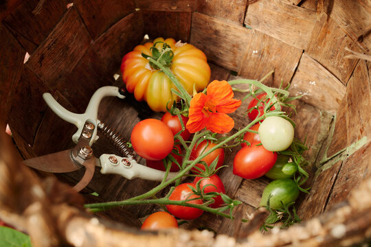 Vibrant harvest of tomatoes and tools in a rustic basket