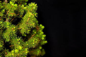 Close up of lush green spruce needles on a dark background, space for text