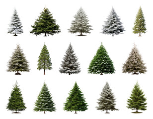 Fototapeta premium PNG Diverse evergreen trees collection, element set on transparent background