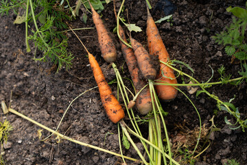 Freshly harvested carrots with soil in garden
