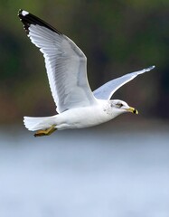 Bird Flight Against Blurred Background