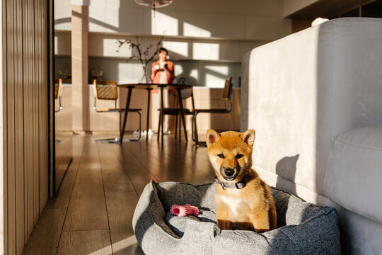 Puppy Sitting in Dog Bed