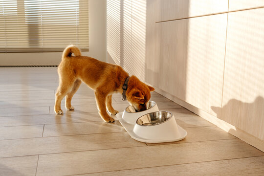 Dog eating from bowl in kitchen