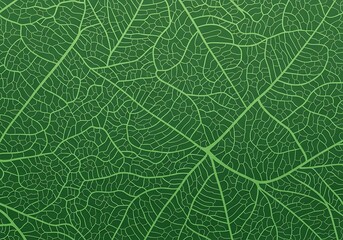 Verdant Leaf Veins: An Intricate Network of Chlorophyll Pathways Displaying Green Vitality