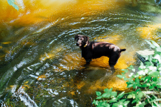 German Shorthaired Pointer standing in a shallow stream