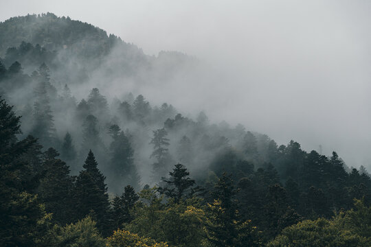 Foggy forest mountain slope