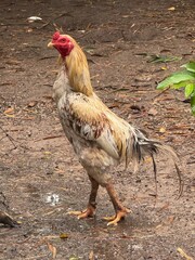 Free-Range Rooster on Traditional Cambodian Farm