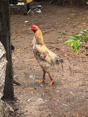 Free-Range Rooster on Traditional Cambodian Farm