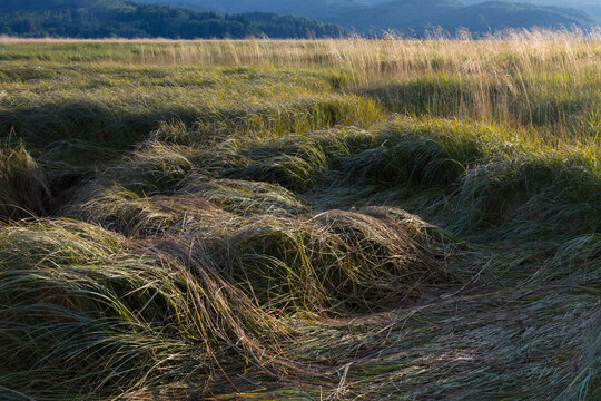 Intertidal estuary and marsh grasses at dusk