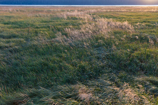 Intertidal estuary and marsh at dusk