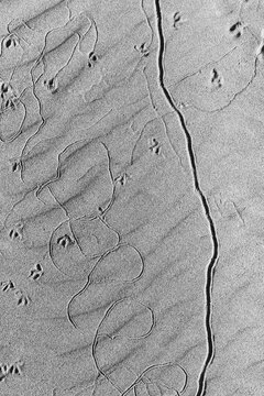 Animal tracks on beach sand