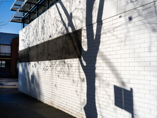 Shadows of Trees Create Artistic Patterns on a White Wall