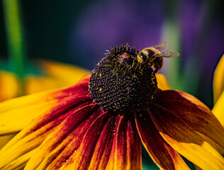 Bee On Colorful Flower Closeup: Macro Portrait Of Pollinator On Red Yellow Petals
