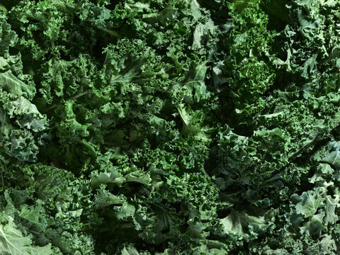 A close-up of fresh, vibrant green kale leaves