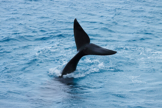 The tail of a Southern Right Whale. The Nullarbor. South Australia.