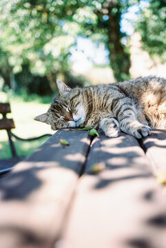 cat nap