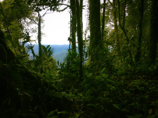 Obraz premium Highland Floor of the Meratus mountains, Tropical Rainforest of Borneo, Indonesia.