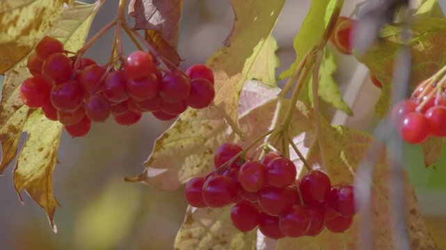 close up shot of vibrant red berries of the Guelder rose (Viburnum opulus) hanging on a branch with yellowing autumn leaves. The footage captures the natural beauty of the plant in the Shihan Juraktau