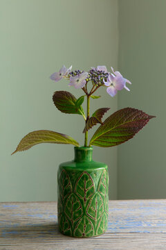 Blooming Penny mac hydrangea in handmade ceramic vase