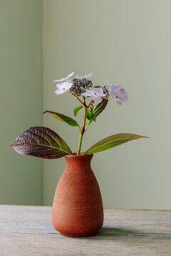 Blooming Penny mac hydrangea in handmade ceramic vase
