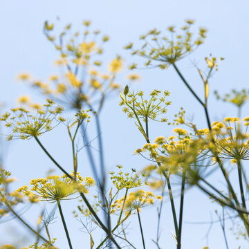 Close up of blooming fennel plant
