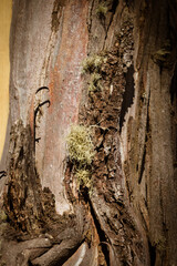 Mt St Gwinear Snow Gum in Australia