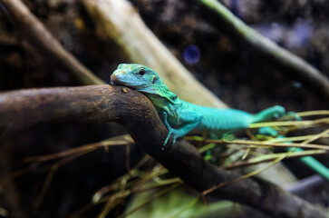 A reptile portrait, A small tropical lizard crawls along a horizontal branch, watching intently. Varanus or lizard