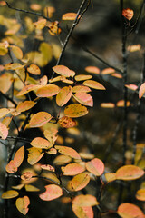 Autumn yellow leaves on a dark background. Nature
