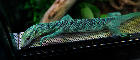 Reptile. A juvenile green monitor lizard resting, showing the texture of the lizards skin.