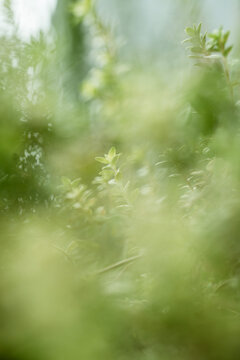 Thyme