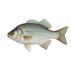 Fototapeta premium Isolated fish portrait showcasing details against a dark background displaying scales fins and