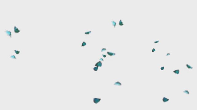 Blue butterflies isolated on white background 