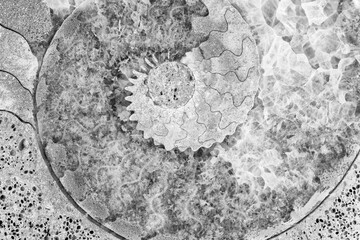 Ammonite Fossil B&W Spiral Patterns Closeup Macro Details  