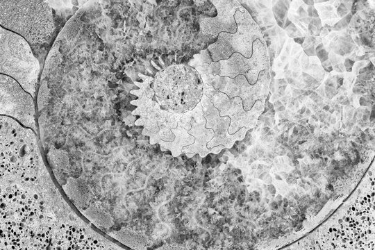 Ammonite Fossil B&W Spiral Patterns Closeup Macro Details  