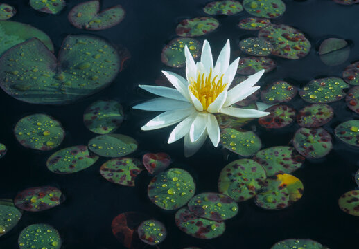 Fragrant waterlily (Nymphaea odorata) flower Upper Peninsula Michigan