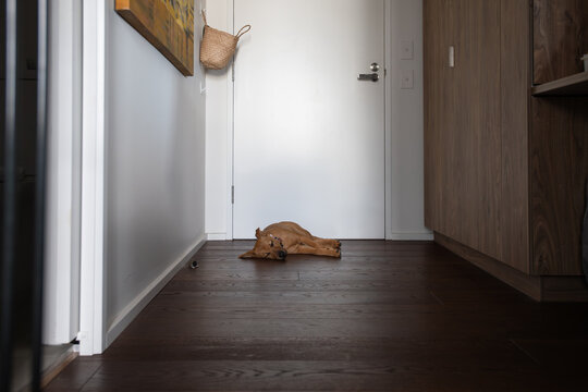 dog waiting by the door