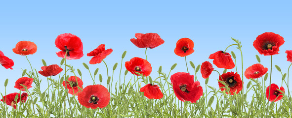 Obraz premium Bright red poppy flowers under blue sky, banner design